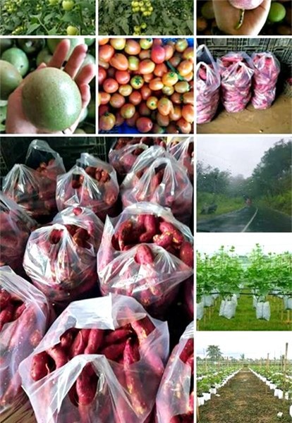 nông sản ế, khoai ế, chợ nông sản ế online, nông sản, Tây Nguyên, kinh doanh nông sản