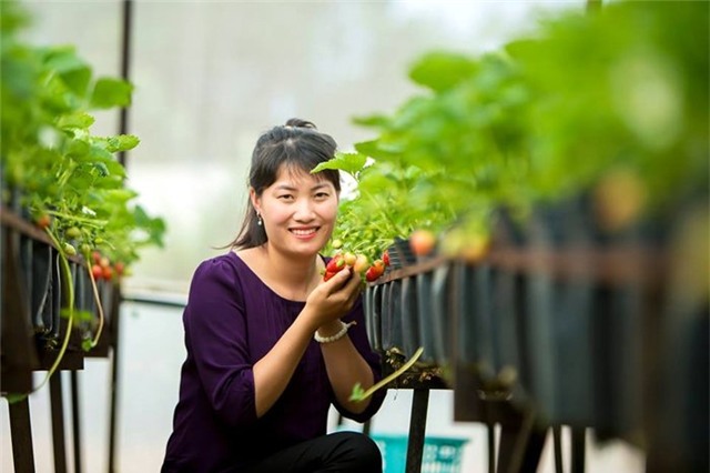 nông sản ế, khoai ế, chợ nông sản ế online, nông sản, Tây Nguyên, kinh doanh nông sản