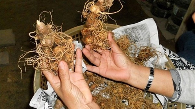 nhân sâm, thuốc quý, quý ông, tiền triệu, thị trường, phân biệt nguồn gốc, bị làm giả, sâm Ngọc Linh