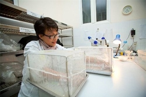 nghề lạ, mưu sinh, có một không hai, Việt Nam, thu nhập, săn gián đêm, ngồi cho muỗi đốt, bồng heo thuê, buôn lá tre, bán nước biển