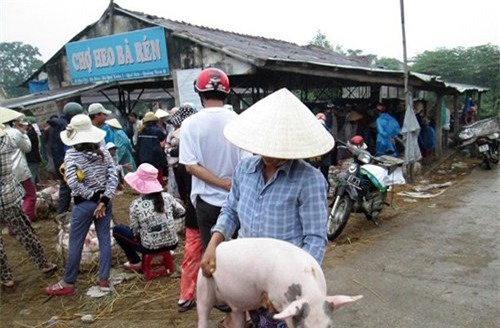 nghề lạ, mưu sinh, có một không hai, Việt Nam, thu nhập, săn gián đêm, ngồi cho muỗi đốt, bồng heo thuê, buôn lá tre, bán nước biển