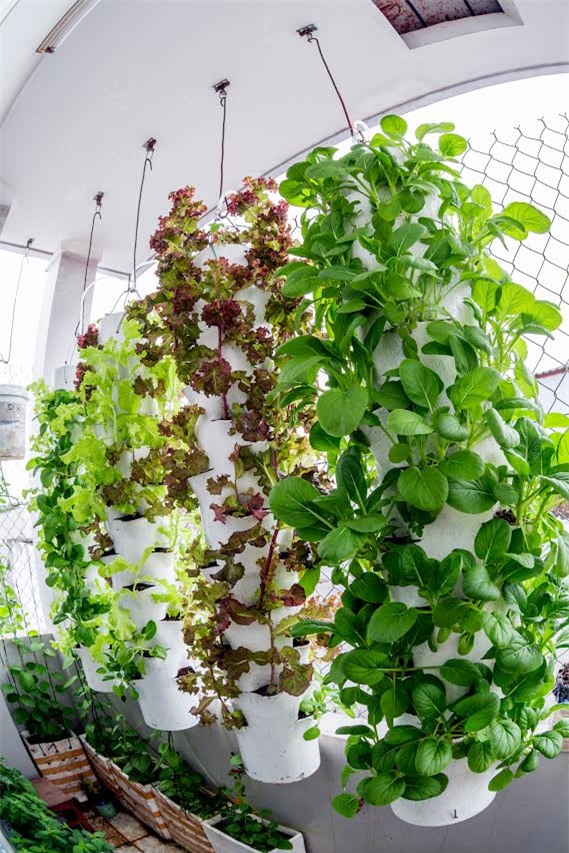 trồng rau, trồng rau sạch, trồng rau sạch trên sân thượng, vườn rau treo ngược, tháp trồng rau