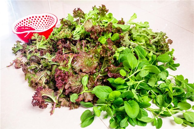 trồng rau, trồng rau sạch, trồng rau sạch trên sân thượng, vườn rau treo ngược, tháp trồng rau