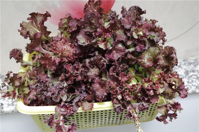 trồng rau, trồng rau sạch, trồng rau sạch trên sân thượng, vườn rau treo ngược, tháp trồng rau