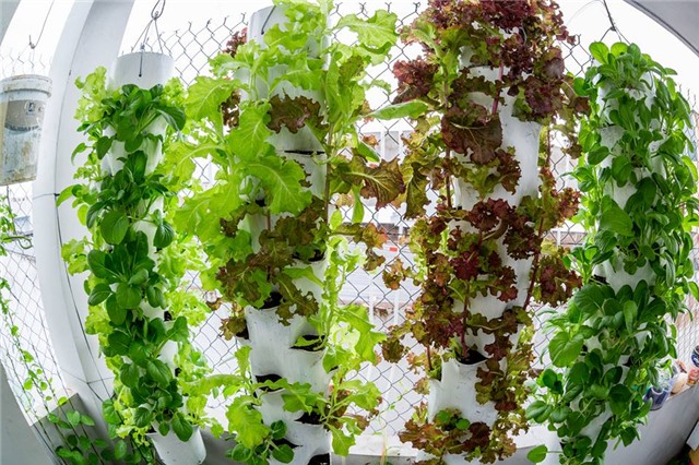 trồng rau, trồng rau sạch, trồng rau sạch trên sân thượng, vườn rau treo ngược, tháp trồng rau