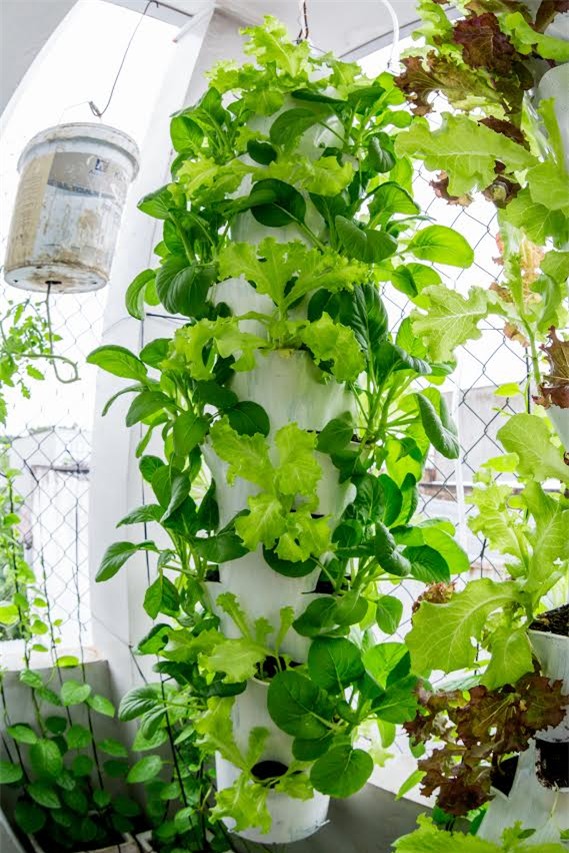 trồng rau, trồng rau sạch, trồng rau sạch trên sân thượng, vườn rau treo ngược, tháp trồng rau