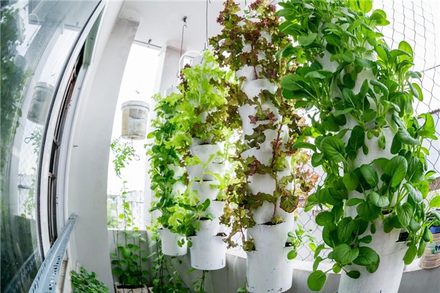 trồng rau, trồng rau sạch, trồng rau sạch trên sân thượng, vườn rau treo ngược, tháp trồng rau