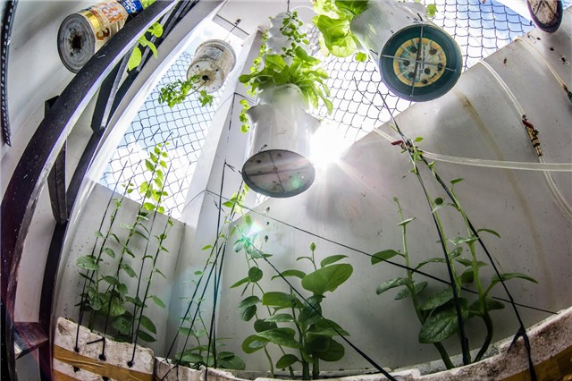 trồng rau, trồng rau sạch, trồng rau sạch trên sân thượng, vườn rau treo ngược, tháp trồng rau