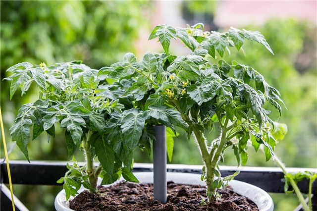 trồng rau, trồng rau sạch, trồng rau sạch trên sân thượng, vườn rau treo ngược, tháp trồng rau