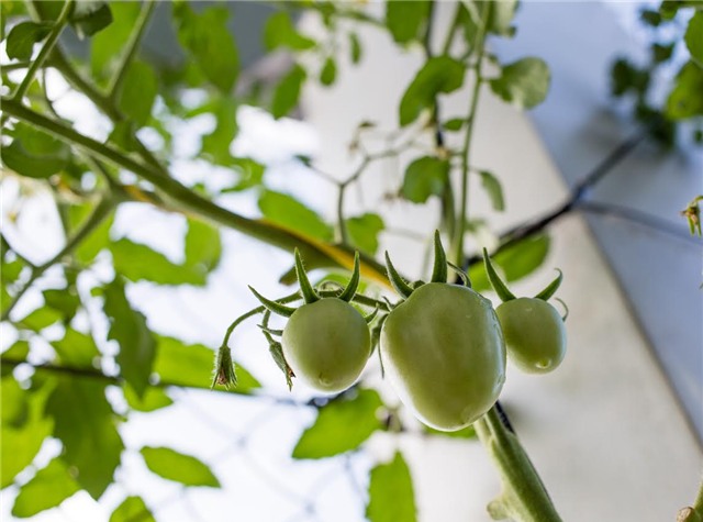 trồng rau, trồng rau sạch, trồng rau sạch trên sân thượng, vườn rau treo ngược, tháp trồng rau