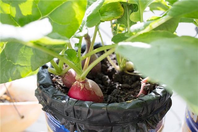 trồng rau, trồng rau sạch, trồng rau sạch trên sân thượng, vườn rau treo ngược, tháp trồng rau