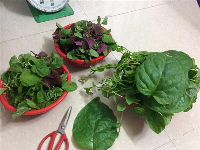 trồng rau, trồng rau sạch, trồng rau sạch trên sân thượng, vườn rau treo ngược, tháp trồng rau