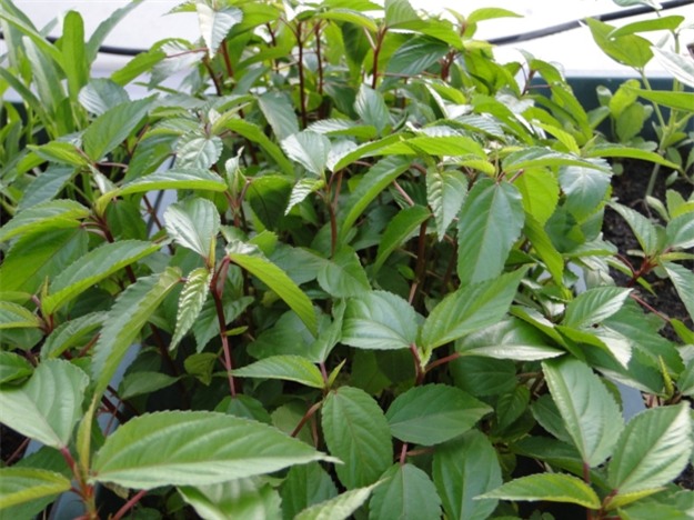 Những công dụng bất ngờ của rau đay - Ảnh 1.