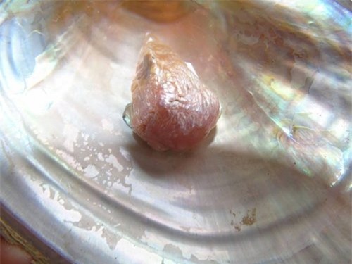 Viên ngọc, tượng Phật Bà Quan Âm, lộc trời, vợ chồng, mò được ngọc trai, Quảng Bình, đá quý, đổi đời, ngọc trai