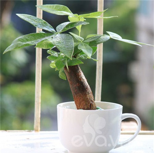 dat cay canh tren ban lam viec, tai loc va may man chay vo ao ao - 3