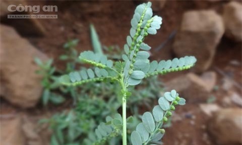 Lạm dụng cây chó đẻ chữa bệnh gan: Đừng đùa với tử thần - Ảnh 1.