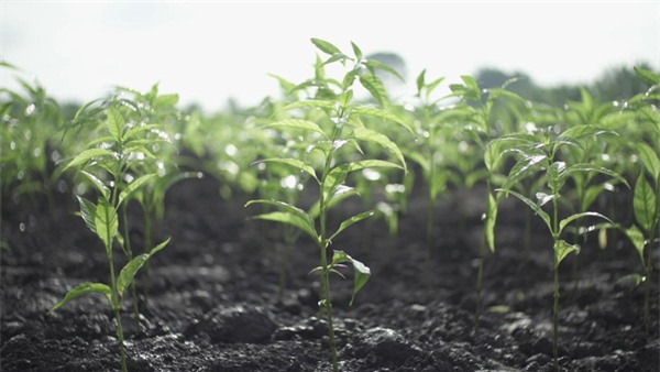 hoàn ngọc chữa bệnh ung thư