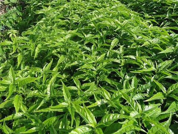 hoàn ngọc chữa bệnh ung thư