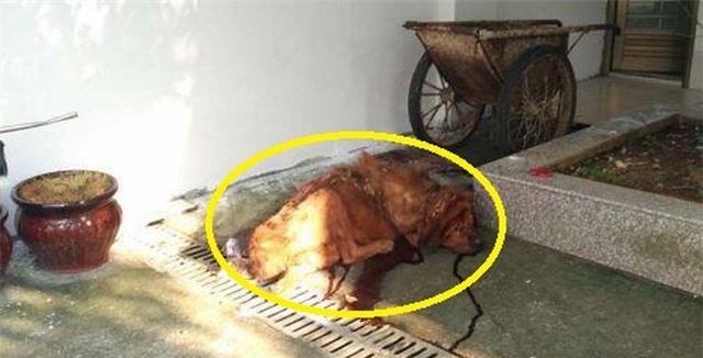 Chó ngao Tây Tạng ăn không đủ no, cắn chủ nhân thập tử nhất sinh