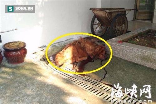 Chó ngao Tây Tạng ăn không đủ no, cắn chủ nhân thập tử nhất sinh - Ảnh 1.