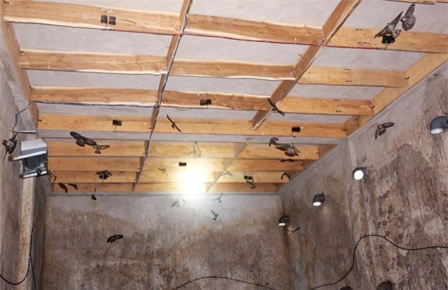 Xay nha lau cho chim yen o, thu tram trieu moi nam hinh anh 2