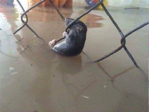 Cười té ghế với ảnh chế hài hước về trận mưa lớn lịch sử ở Sài Gòn