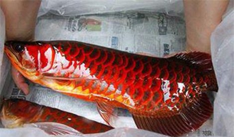 thủy ngư, vảy đỏ, như máu, cá huyết rồng, Biển Hồ, Campuchia, cá rồng, ngư dân, bắt được, thủy quái