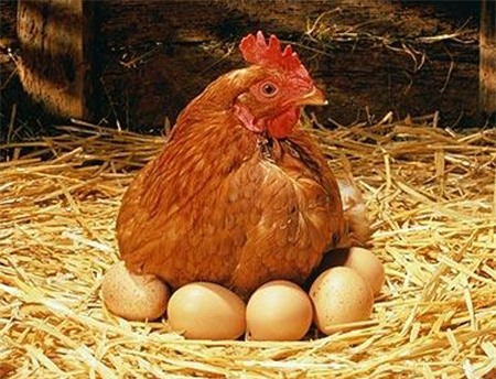 Kết quả hình ảnh cho gà đẻ trứng