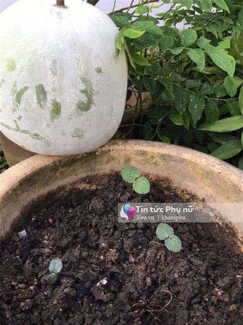 me viet mach nho cach trong bi dao trong thung sai triu qua - 2