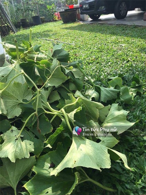 me viet mach nho cach trong bi dao trong thung sai triu qua - 11