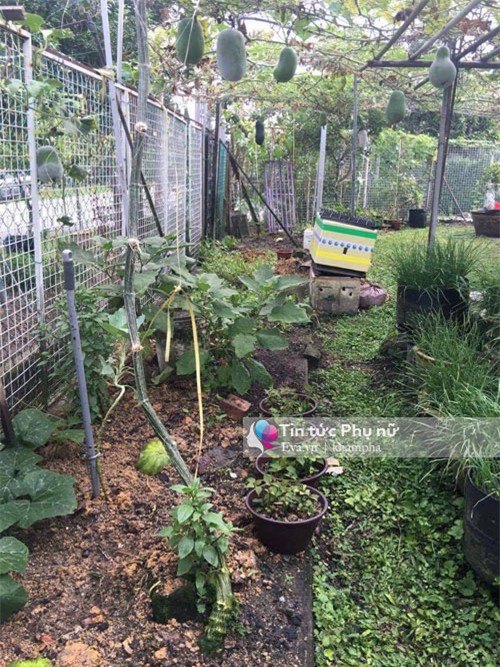 me viet mach nho cach trong bi dao trong thung sai triu qua - 3