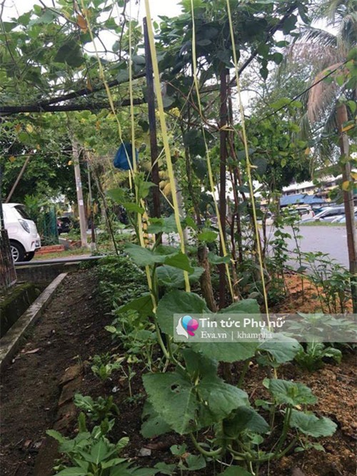 me viet mach nho cach trong bi dao trong thung sai triu qua - 4