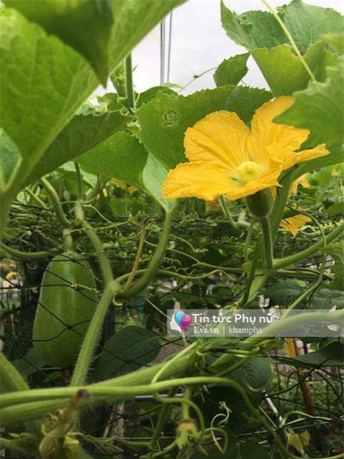 me viet mach nho cach trong bi dao trong thung sai triu qua - 5