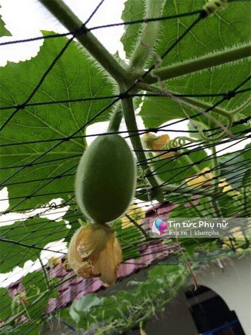 me viet mach nho cach trong bi dao trong thung sai triu qua - 6