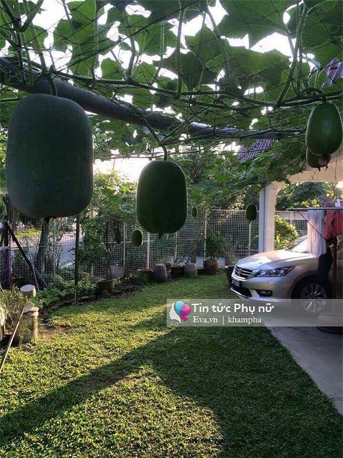 me viet mach nho cach trong bi dao trong thung sai triu qua - 7