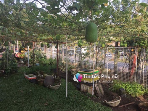 me viet mach nho cach trong bi dao trong thung sai triu qua - 8