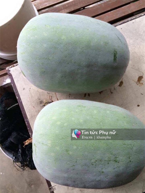 me viet mach nho cach trong bi dao trong thung sai triu qua - 9