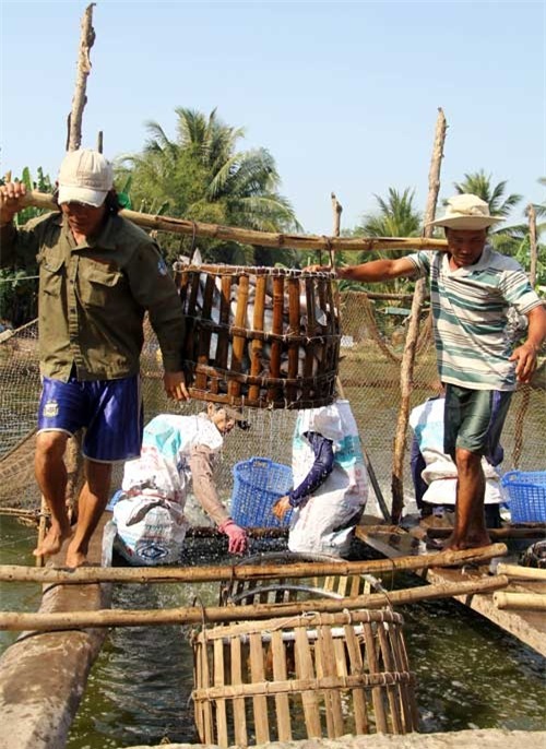 Người dân quận Ô Môn, TP.Cần Thơ thu hoạch cá tra. Ảnh: H.X