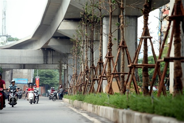 vi sao ha noi trong cay xanh duoi gam duong sat? hinh anh 1