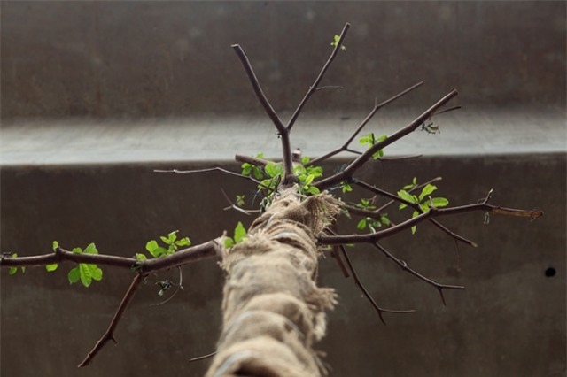 vi sao ha noi trong cay xanh duoi gam duong sat? hinh anh 4