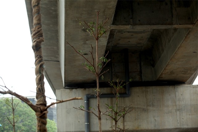 vi sao ha noi trong cay xanh duoi gam duong sat? hinh anh 5