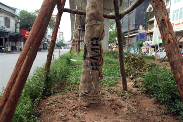 vi sao ha noi trong cay xanh duoi gam duong sat? hinh anh 6