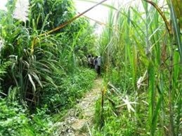 Kết quả hình ảnh cho Thầy giáo kéo nữ sinh vào vườn mía giở trò đồi bại