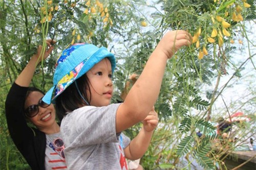 du lịch tháng 10, địa điểm du lịch, miền Tây nước nổi, hoa Dã Qùy, điểm đến mùa thu