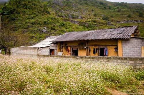 du lịch tháng 10, địa điểm du lịch, miền Tây nước nổi, hoa Dã Qùy, điểm đến mùa thu