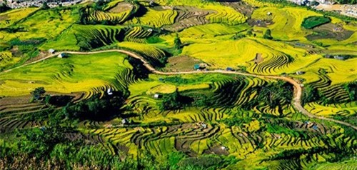 du lịch tháng 10, địa điểm du lịch, miền Tây nước nổi, hoa Dã Qùy, điểm đến mùa thu