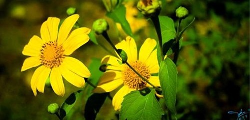 du lịch tháng 10, địa điểm du lịch, miền Tây nước nổi, hoa Dã Qùy, điểm đến mùa thu