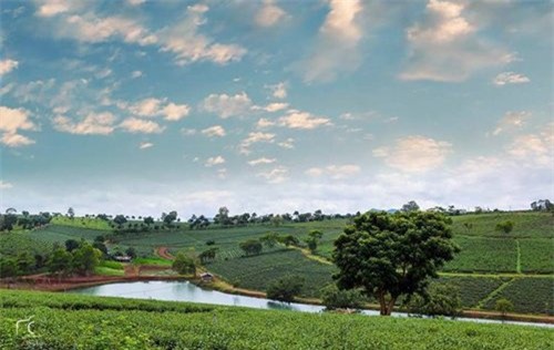 du lịch tháng 10, địa điểm du lịch, miền Tây nước nổi, hoa Dã Qùy, điểm đến mùa thu