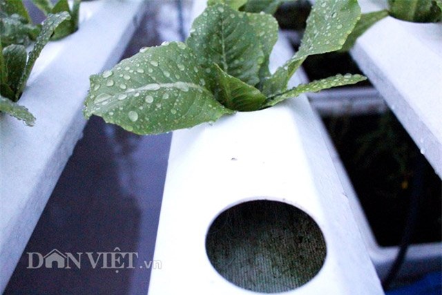 vườn rau sạch, trăm triệu, sân thượng, TP.HCM, ban công, vườn rau, trồng rau,