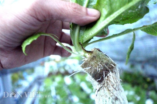 vườn rau sạch, trăm triệu, sân thượng, TP.HCM, ban công, vườn rau, trồng rau,